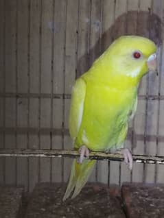 Australian parrots for sale