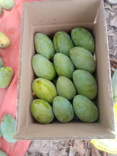 Chaunsa mango export quality