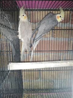 breeder pair available