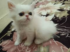 Persian Pekie Face Female Kitten