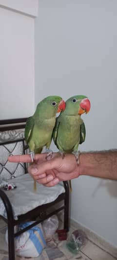 Handtame Kashmiri Raw Pahari Parrot Pair Call 03362838259