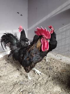 Australorp or golden buff