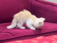 Persian Punch Pace Kitten