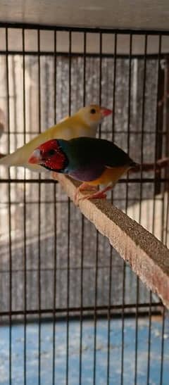 Lady gouldian finches pair