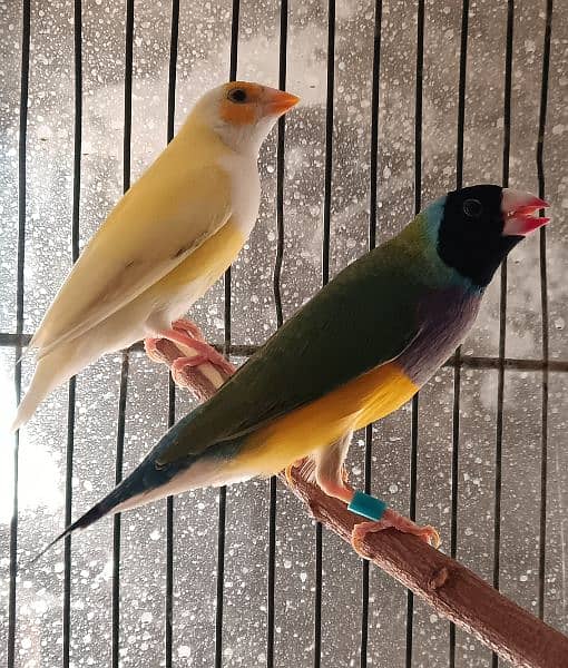 Lady gouldian finches pair 1