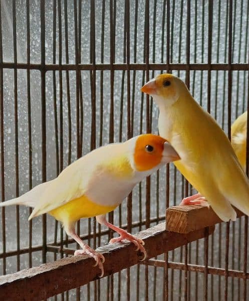 Lady gouldian finches pair 2