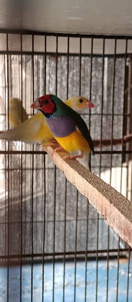 Lady gouldian finches pair 3