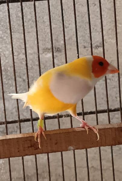 Lady gouldian finches pair 4