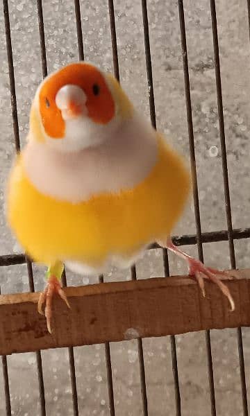 Lady gouldian finches pair 5