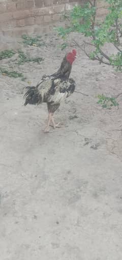 pure Aseel hen for sale. 03123312897