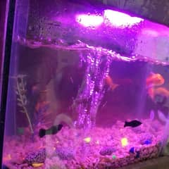 fish Accuraium For Sale.