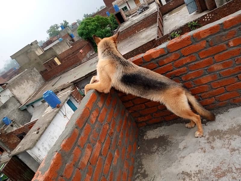 German Shepherd trained pair 0