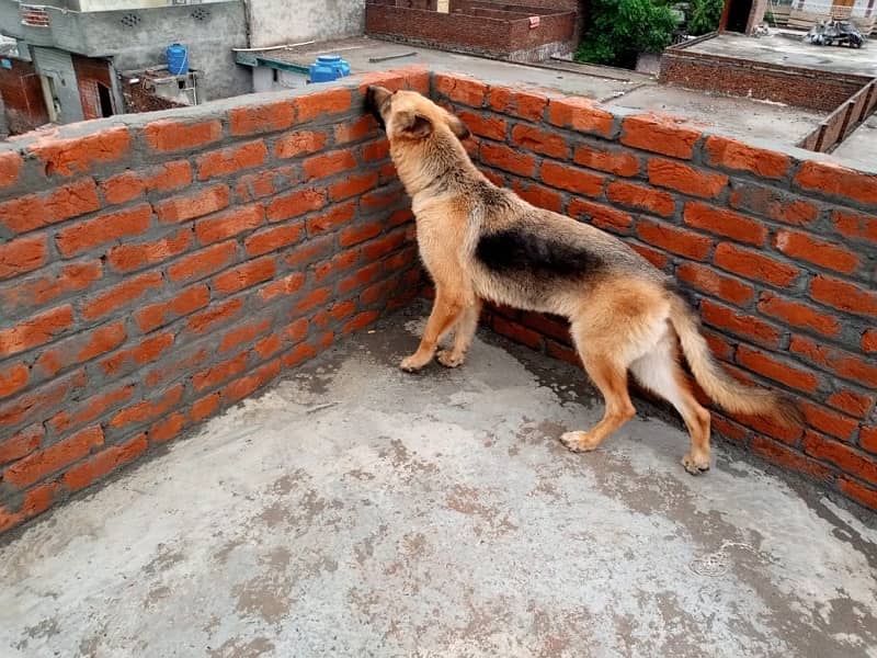 German Shepherd trained pair 1