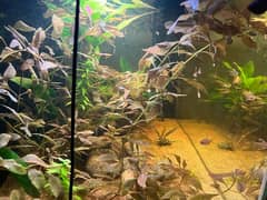 Aquatic Plants Available for Sale