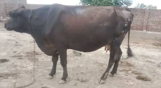 COW FOR SALE