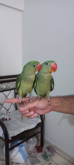 Handtame Kashmiri Raw Pahari Parrot Chicks Pair Call 03362838259