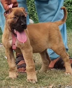 Kurdish Kangal security dog 3 month male for sale