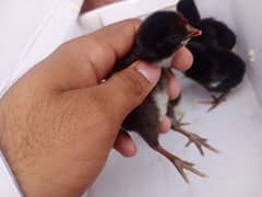 aseel Murga taiyar Karne Wale tokre Thai hiqualte chicks available