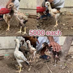 Aseel Thai Chicks 45 Days Seena Bahir