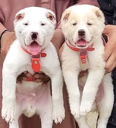 alabai security dog 2 month pair for sale heavy bone