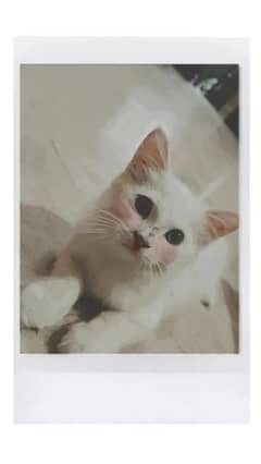 kitten cat 4 month urgent sell