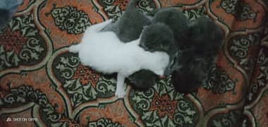 Persian kittens for sale 03216960247