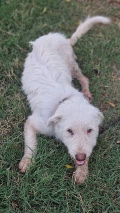 American Poodle Male long coat