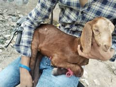 6 Dant mundi Bakri with One female kid for sale