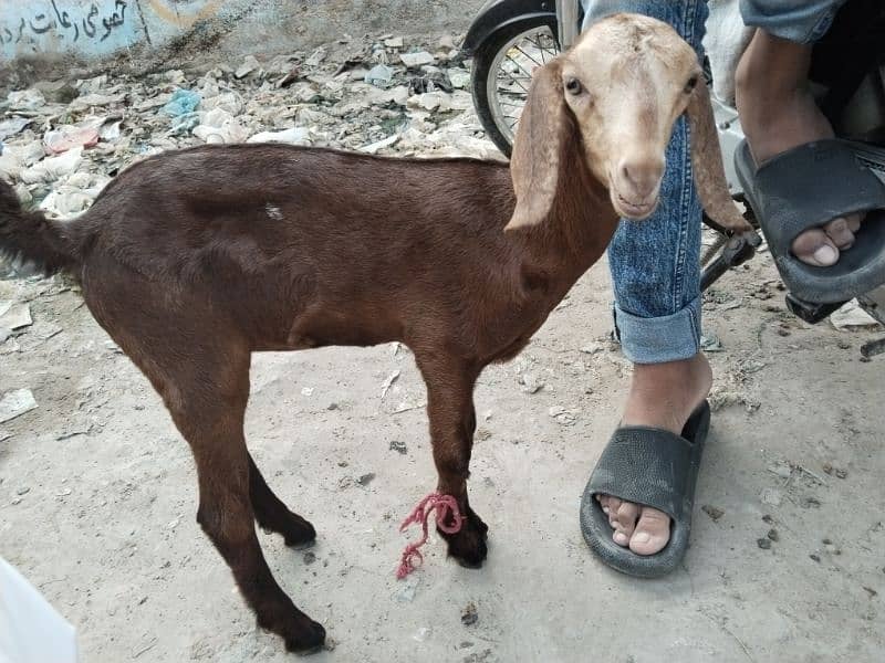 6 Dant mundi Bakri with One female kid for sale 1