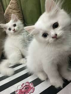 Persian Pair For Sell