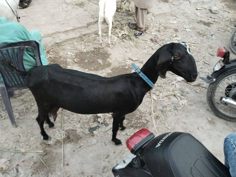 6 Dant mundi Bakri with One female kid for sale 2