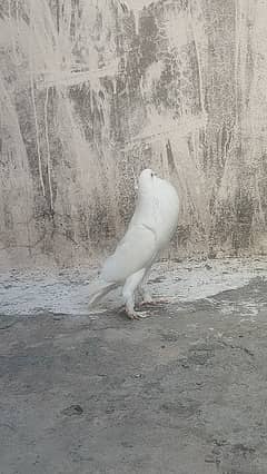 Pomeranian pigeon pair kabotar