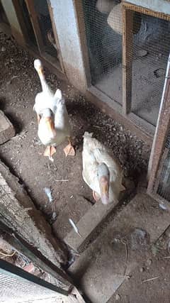 5 ducks for sale