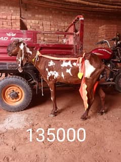 khoobsorat nagri dabi bakri for sale