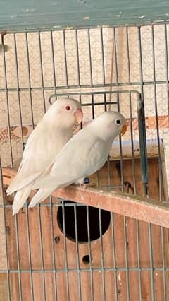 Lovebirds Breeder pairs With dna  100 percent Albino/Cremino / parblue