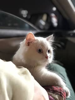 Blue Eyes / Long Hair White /  Fluffy Persian Kitten Baby Face