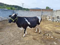 cow for sale with male kid