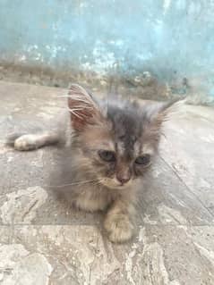 gray colour female Persian cat