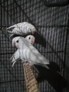 lovebird breeder pair 03010068370 wahtsp نمبر 03167201112