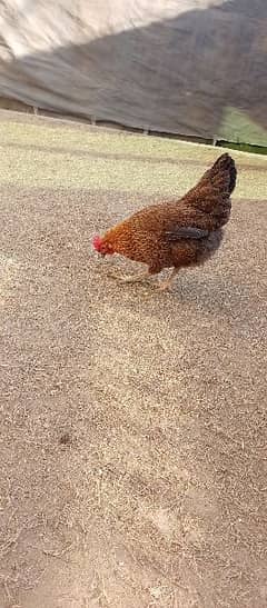 Best egg laying hens for sale