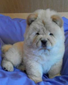 chow chow imported pedigree puppy available here