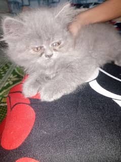 1.5 month ka ha pair or piky face ha 1 full gray ha or 1 black gray ha