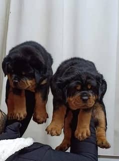 Rottweiler puppies are available pedigree puppies