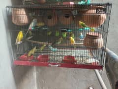 Australian budgies parrots with cage