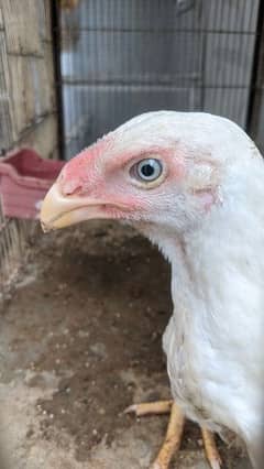 Qandhari Heera male chick available long height white eyes home breed