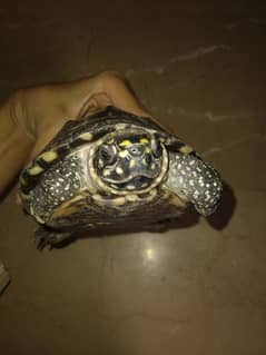 Black pond turtle
