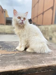 white female triple coated persian cat
