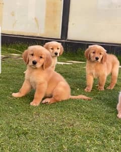 Golden retriever impoterd pedigree puppies available here