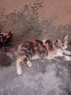 persian kitten double coated