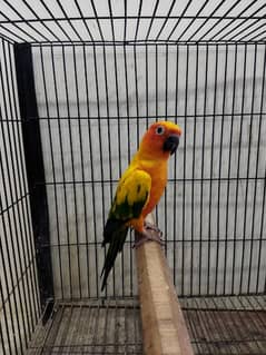 Sun Conure Active Male Available for Sale